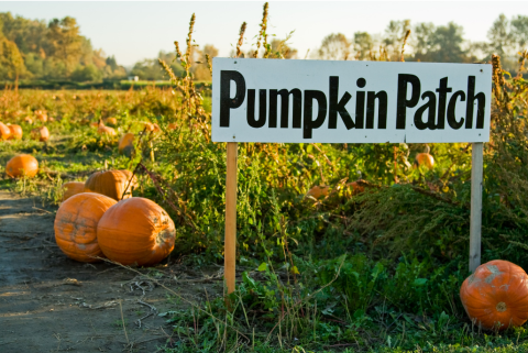 Pumpkin Patch